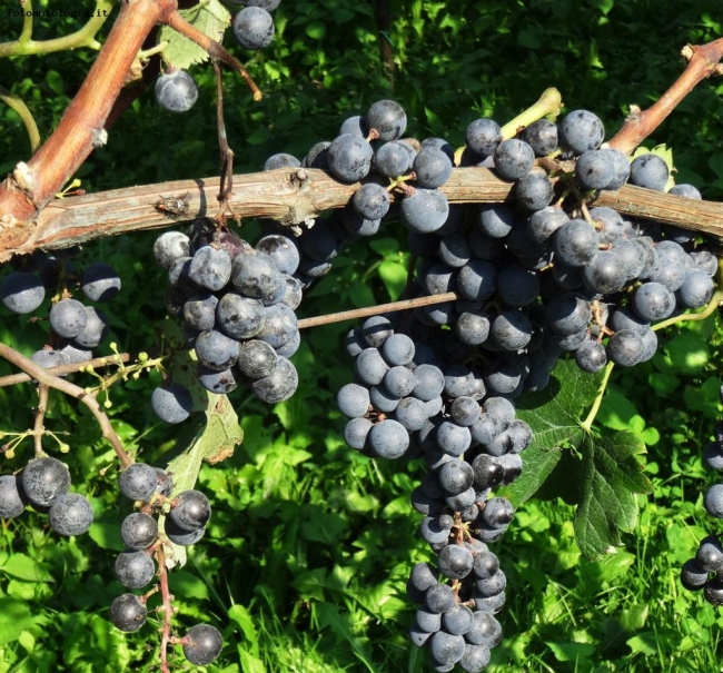 altri frutti di stagione