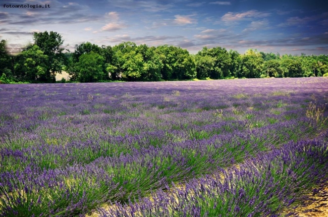 Lavanda in Provenza