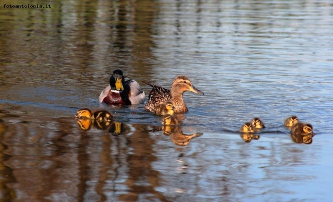 la famiglia al completo