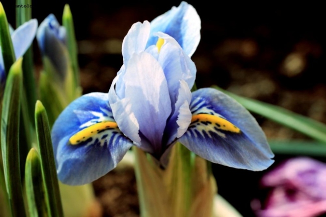 Iris reticulata