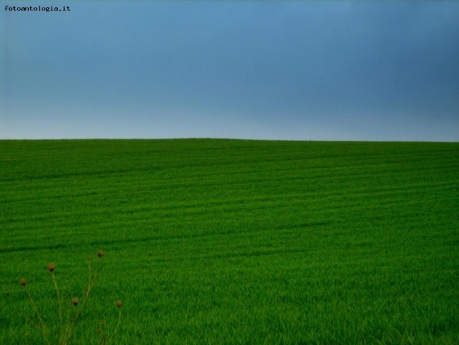 verdi colline marchigiane