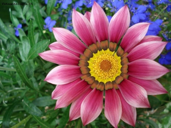 gazania rosa