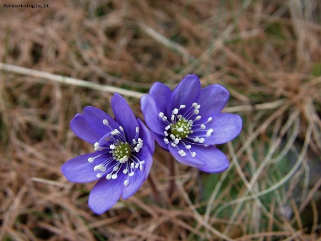 hepatica 
