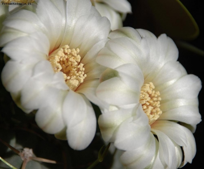 fiori del deserto