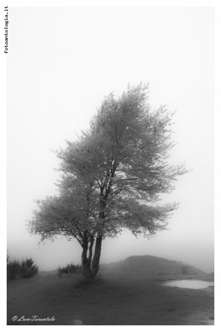 nebbia in logarghena