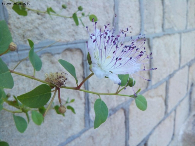 Fiore del cappero