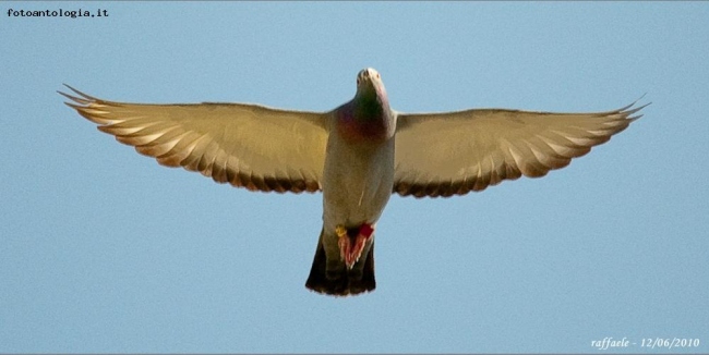 piccione in volo