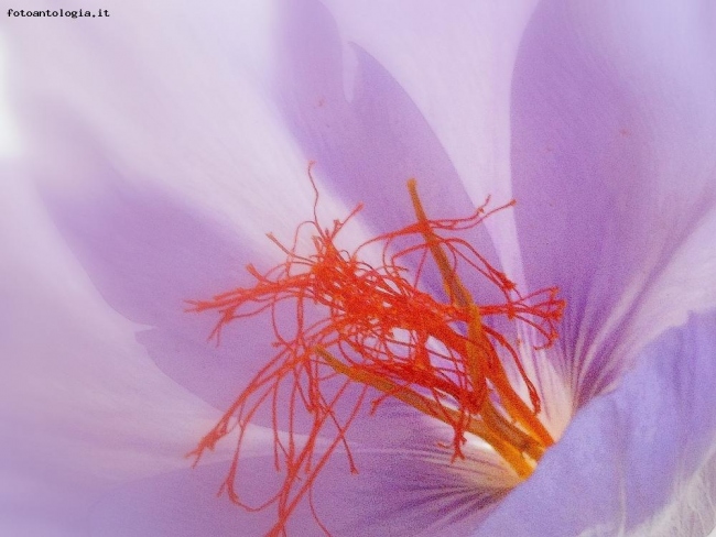 fiore di zafferano?