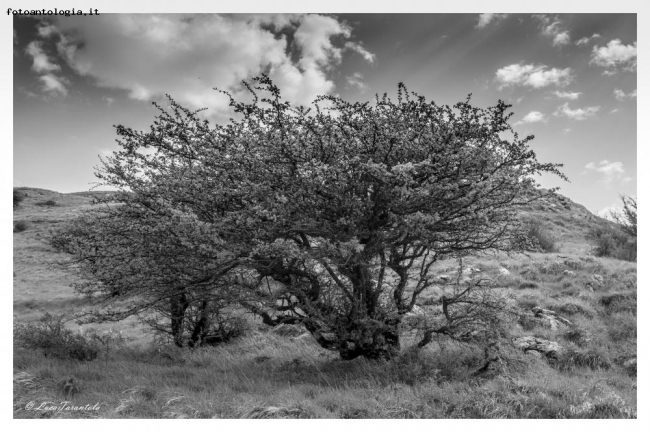 autunno in logarghena