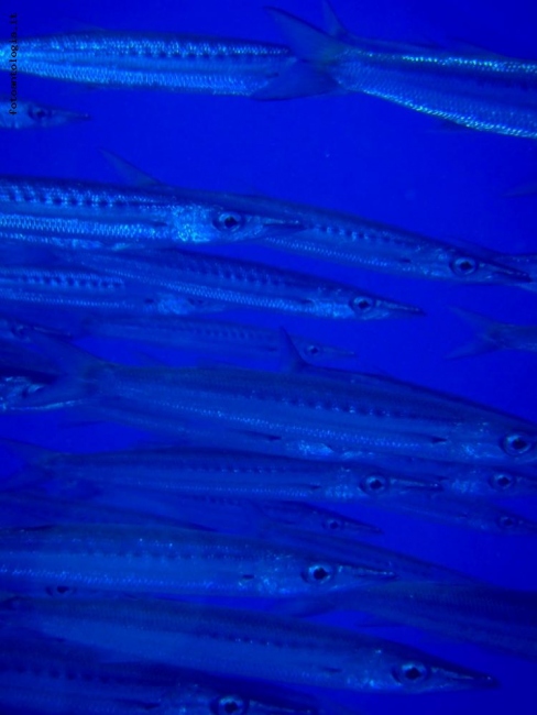 Barracuda