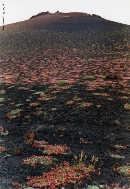 QUANDO L'ETNA FIORISCE...