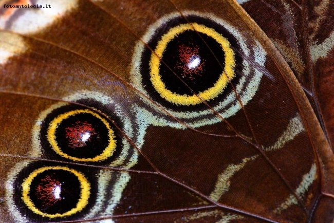 forme e colori di farfalla