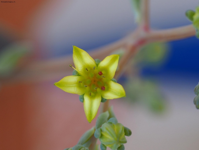 Fiore a forma di stella