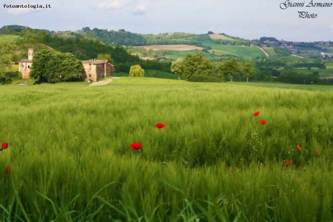 Papaveri  a Cuccaro Monferrato (AL)