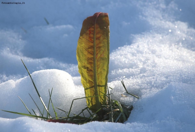 Sulla neve
