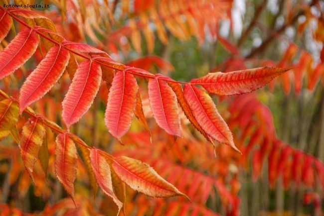 autunno