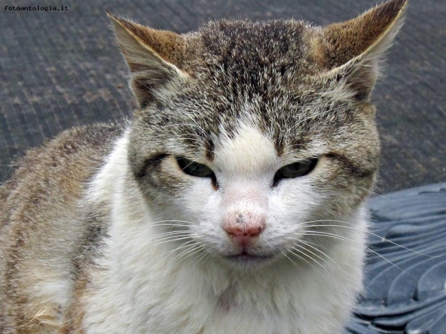 gatti in laguna .... torcello  ....