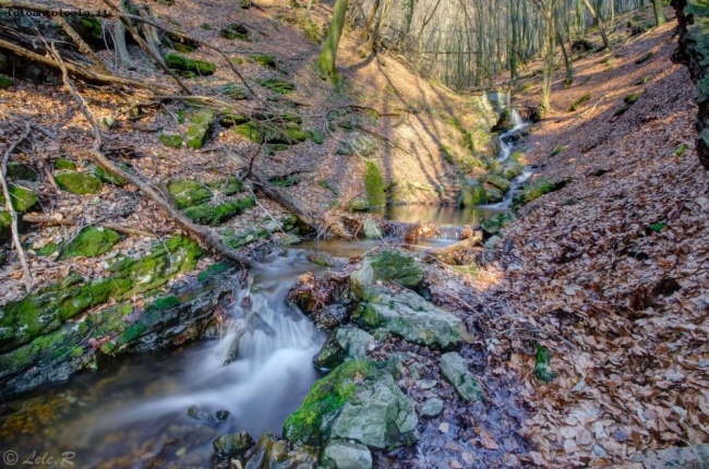 Il "mio" bosco....