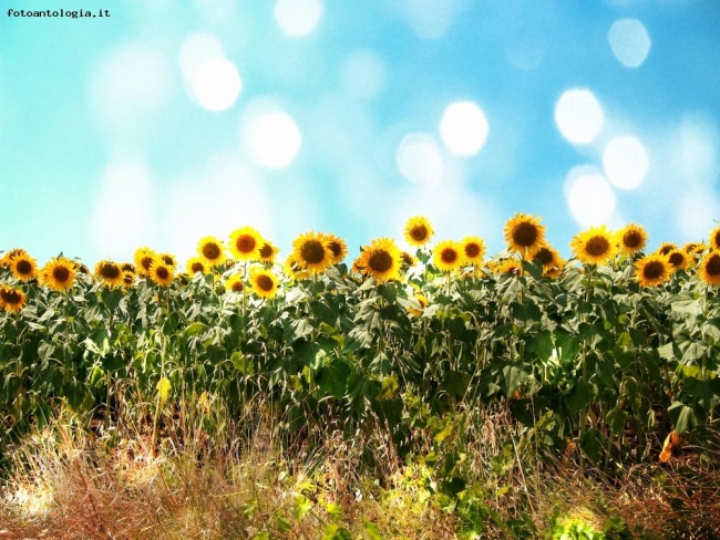 Campo di girasoli