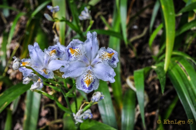 Iris Japonica