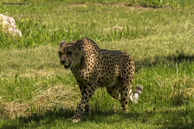 Ghepardo