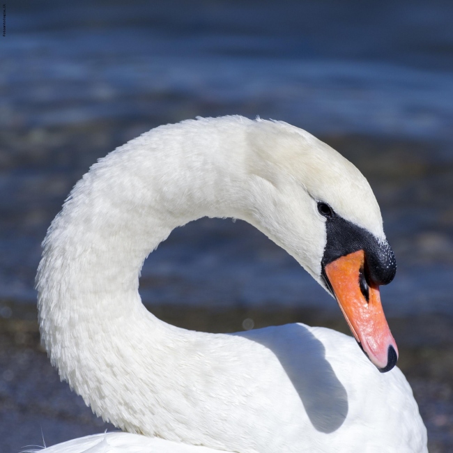 Cigno bianco sul Lago Maggiore