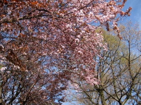 Mi illumino di rosa