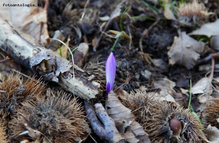 primi scatti di primavera...