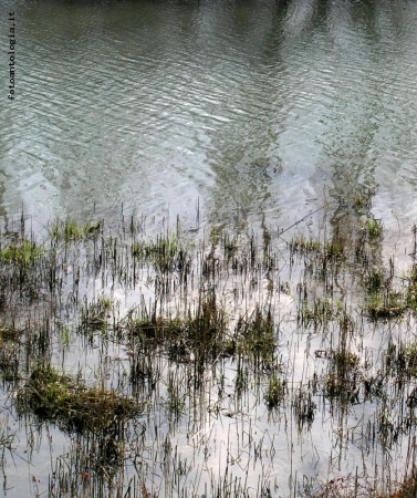 Vita nell'acqua