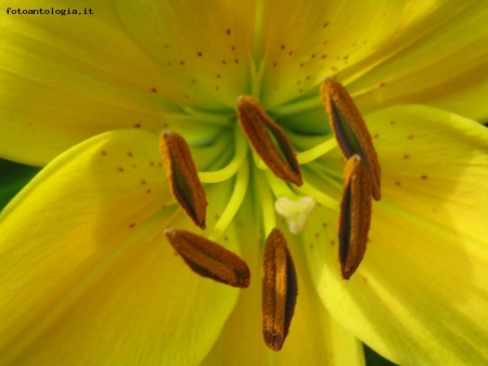 ......barchette di lilium