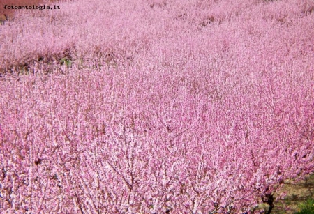 fiori rosa fiori di pescoooo c'eri t!