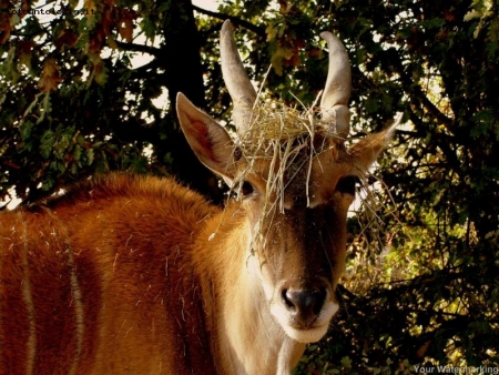 CAPPELLO DI PAGLIA