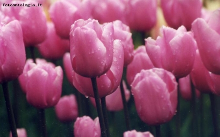 Tuipani rosa 