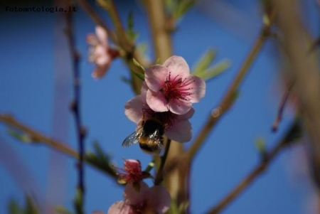 un intruso nel mio fiore di pesco