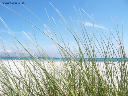 Erba sulla spiaggia