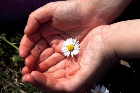 Un fiore per t