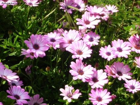 primavera