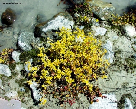Giardinetto di fiume...