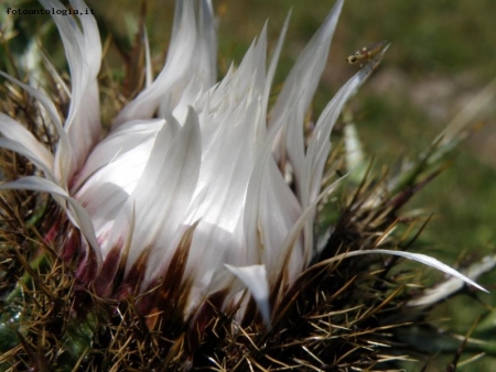 cardo e insetto