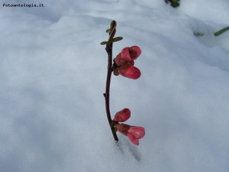 Accenni di primavera 2