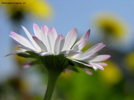 Primavera d'intorno brilla nell'aria...