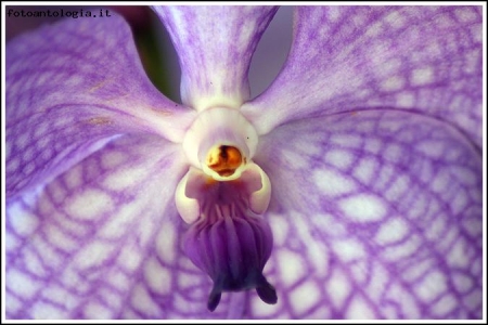 Orchid #1