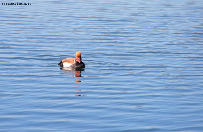 un abitante del lago!