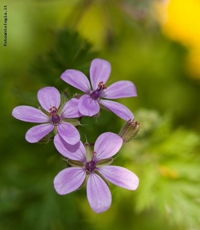 fiori di campo