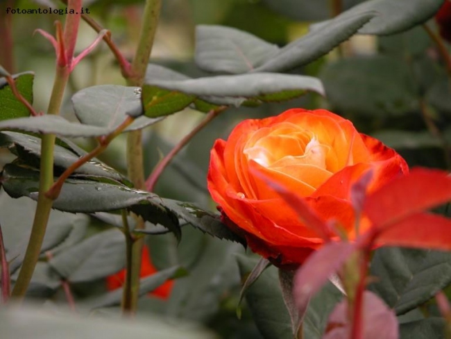 Rosa_Villa Reale Monza