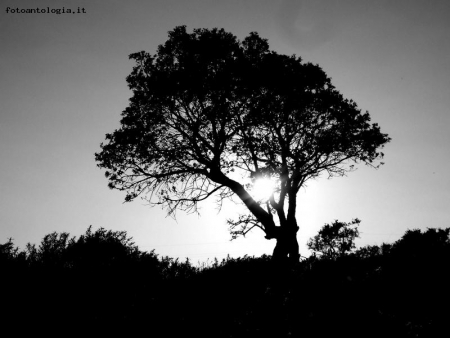 Albero conto il sole