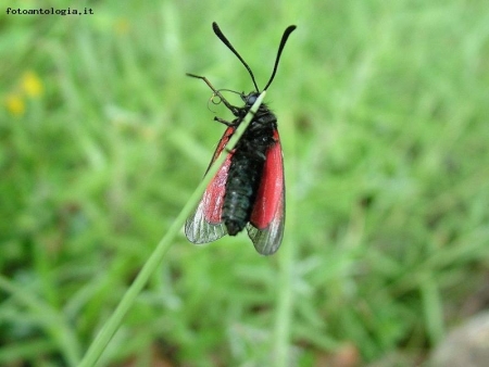 insetto alpinista