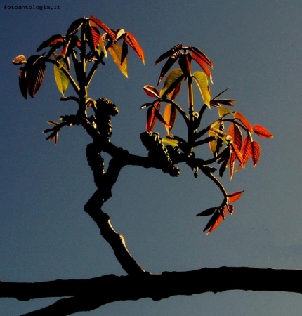 primavera al tramonto