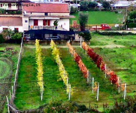 Colori!