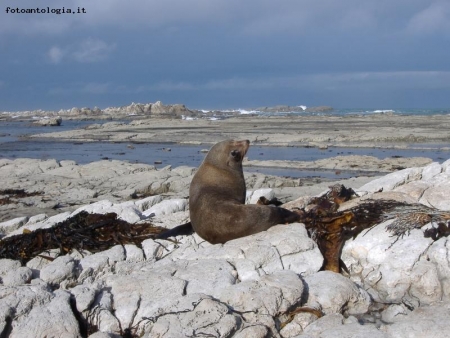 foca